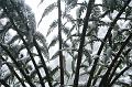 Snow on tree ferns, Sassafras IMG_7604